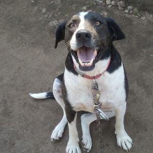 Meet your Posher, Chevy